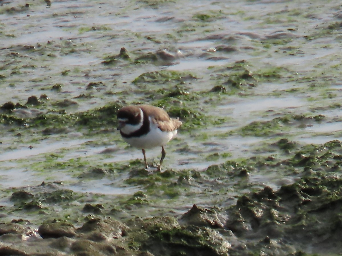 Semipalmated Plover - ML605325261