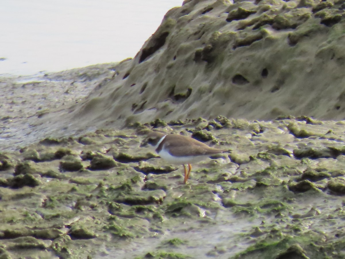 Semipalmated Plover - ML605325271