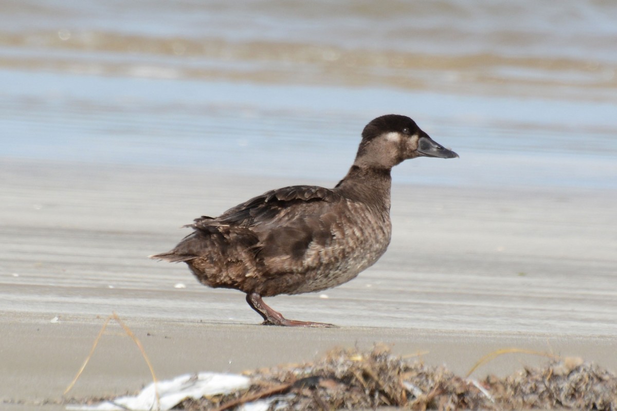 Surf Scoter - Janet Rathjen