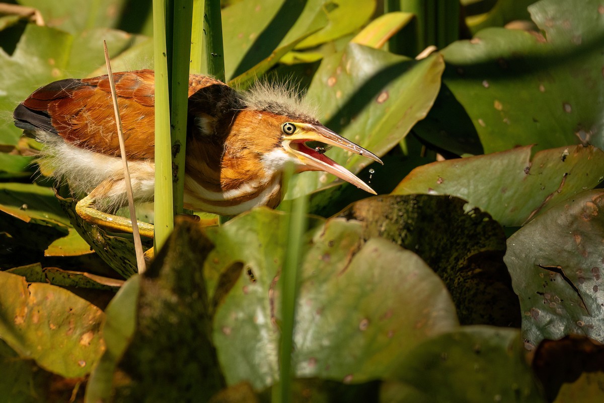 Least Bittern - ML605326891