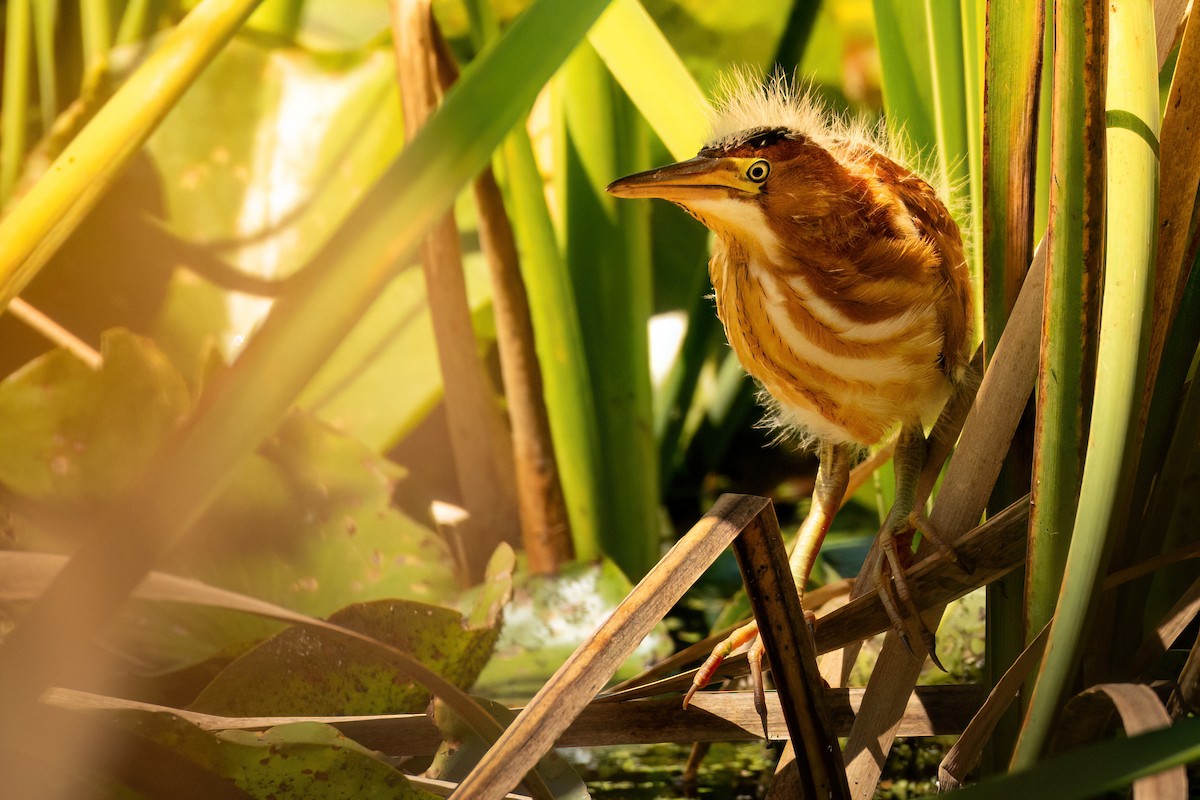 Least Bittern - ML605326901