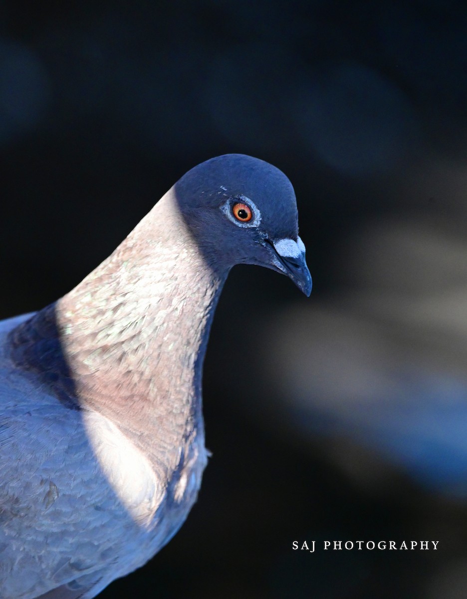 Сизый голубь (Одомашненного типа) - ML605327411