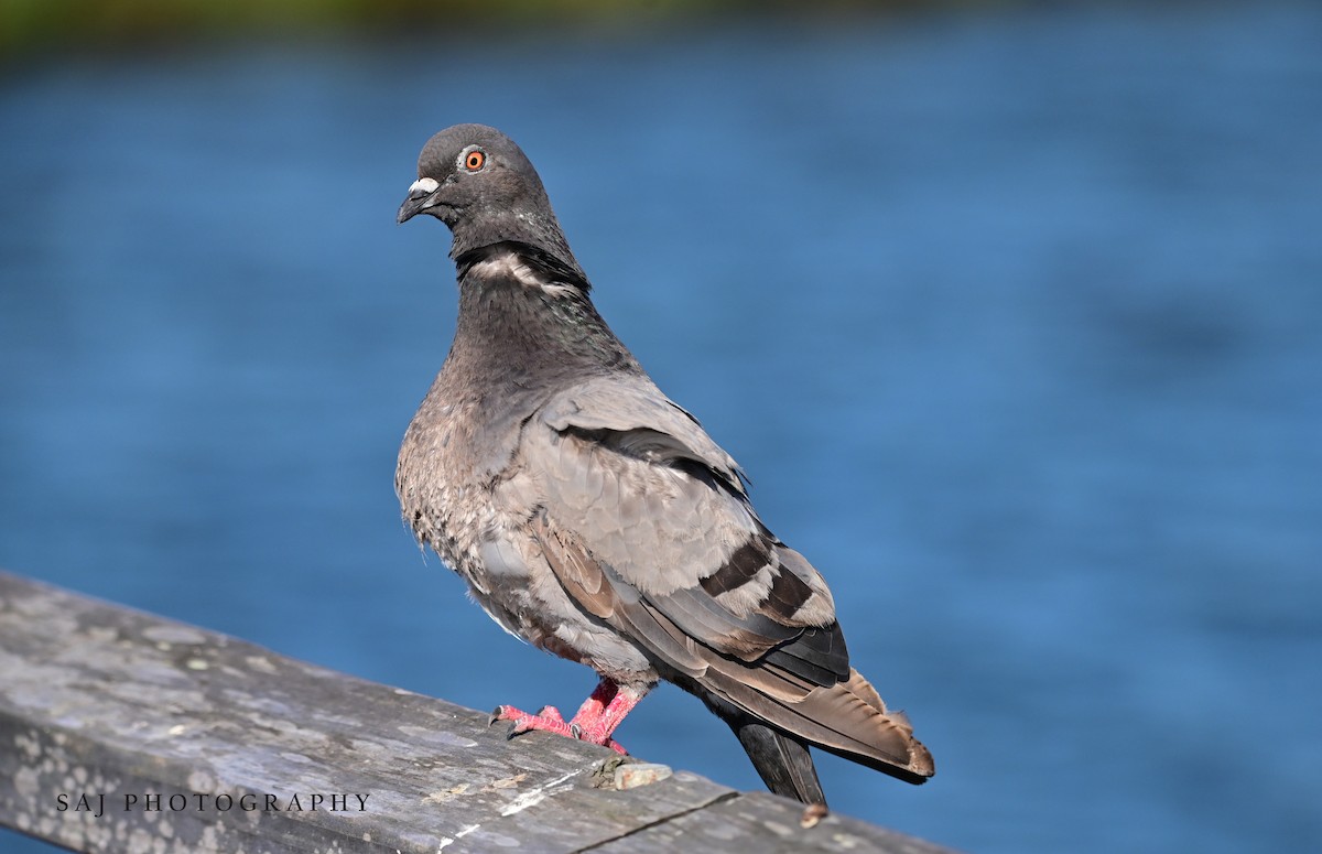 Rock Pigeon (Feral Pigeon) - ML605327441