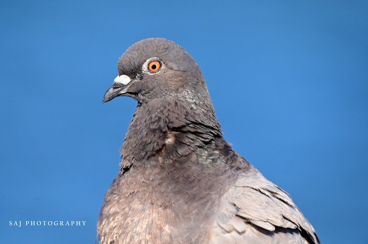 Rock Pigeon (Feral Pigeon) - ML605327451