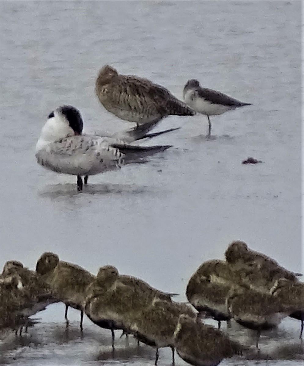 Caspian Tern - ML605328121