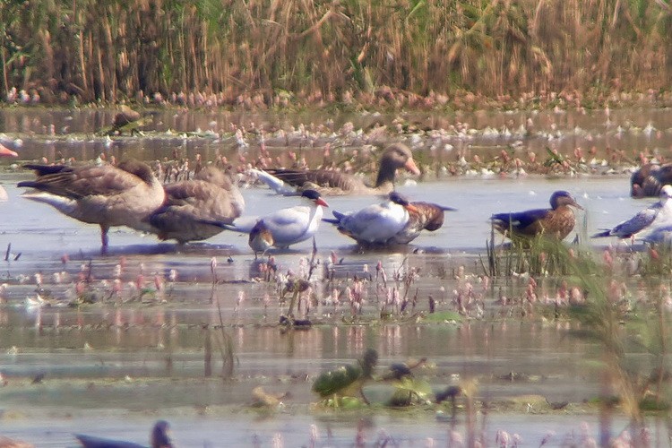 Caspian Tern - Krzysztof Deoniziak