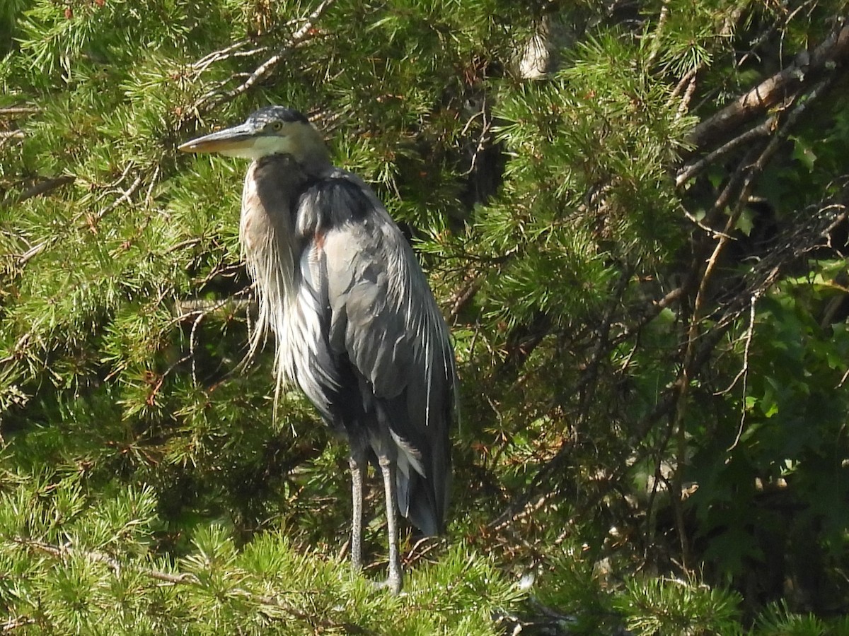Great Blue Heron - ML605329311