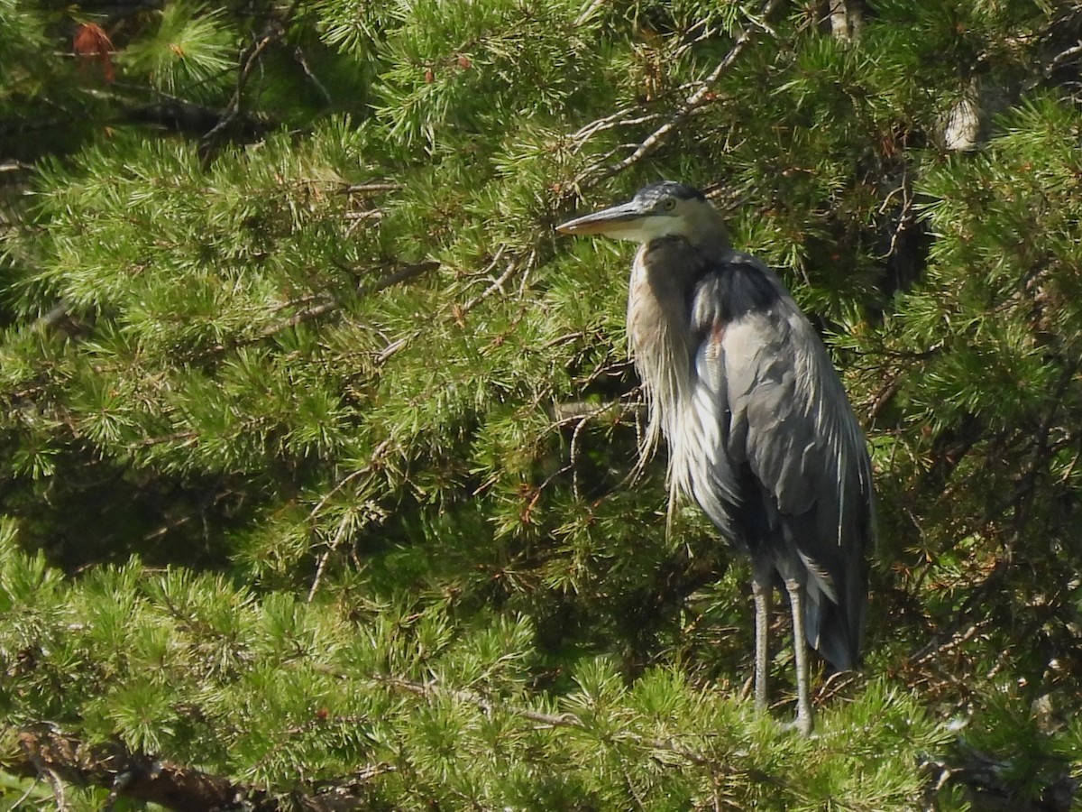 Great Blue Heron - ML605329321