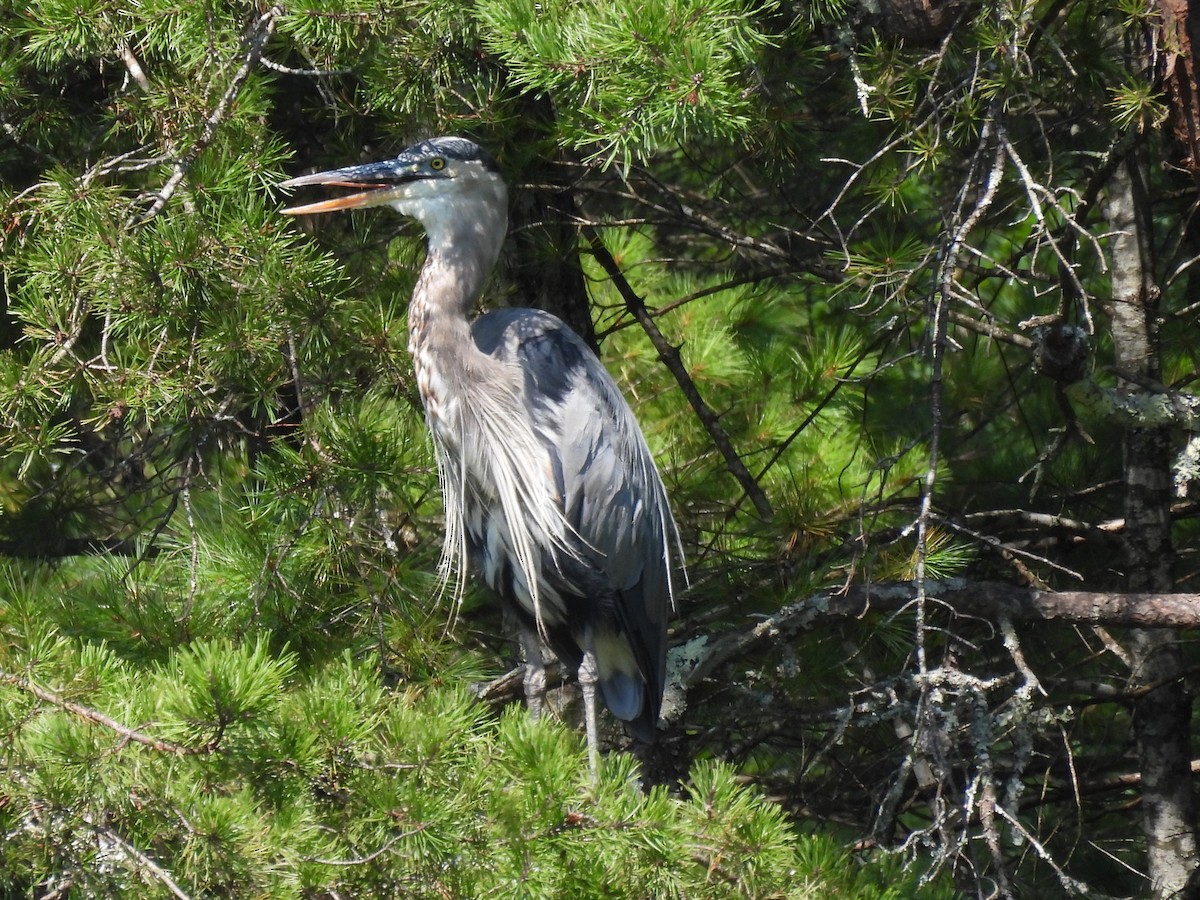 Great Blue Heron - ML605329331