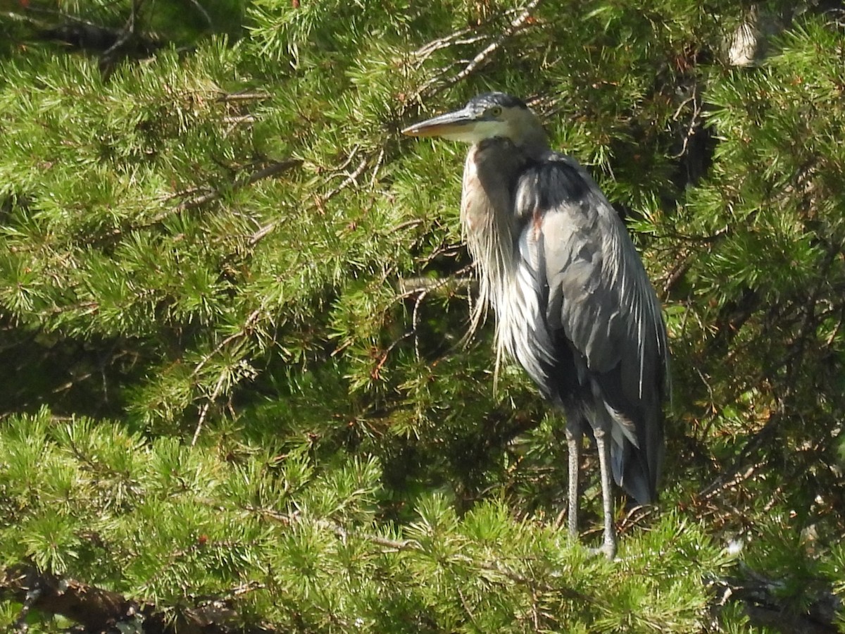 Great Blue Heron - ML605329341