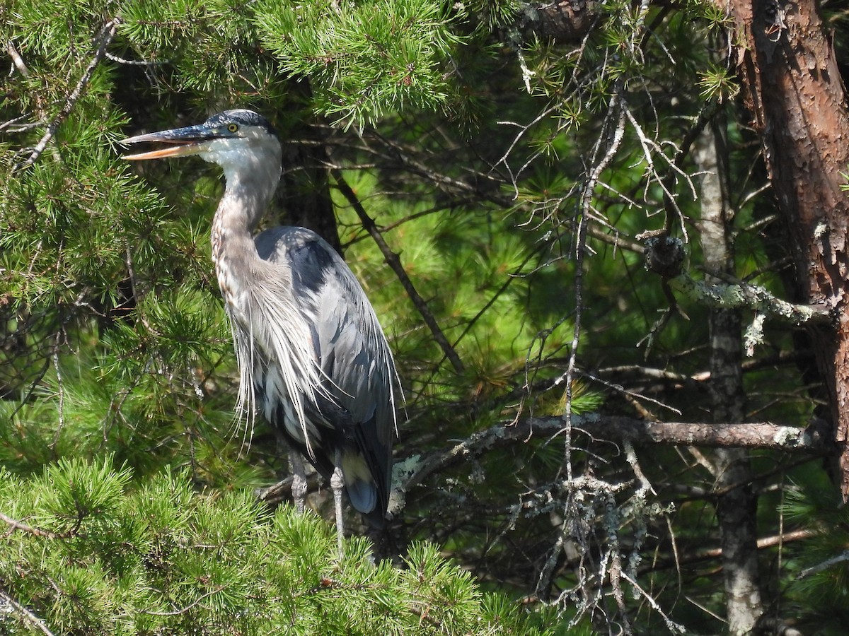 Great Blue Heron - ML605329351