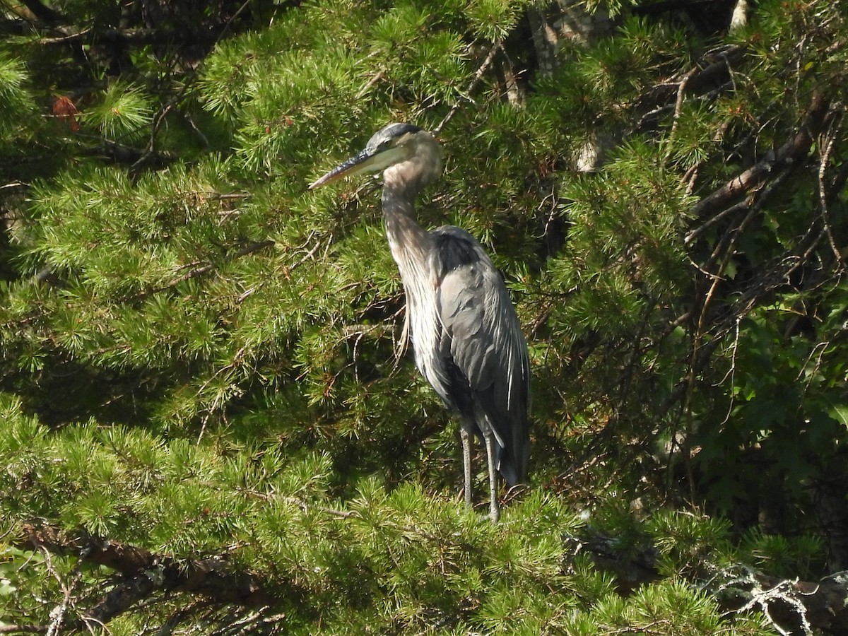 Great Blue Heron - ML605329361