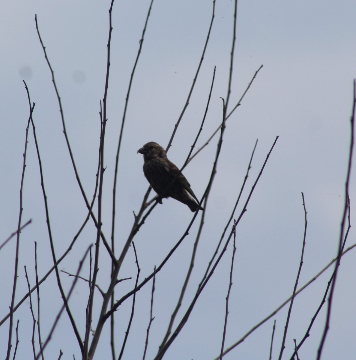 Red Crossbill - ML605329701