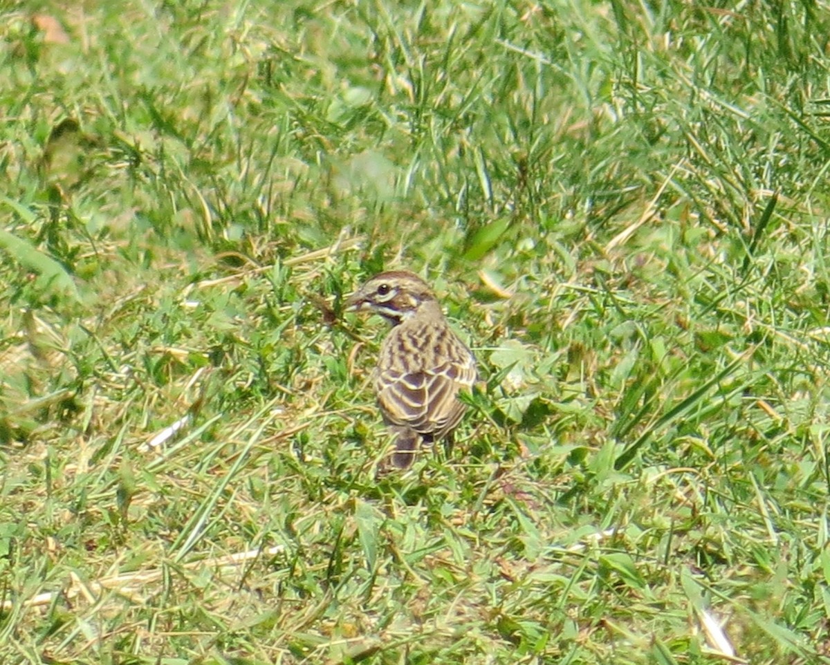 Bruant à joues marron - ML605329941