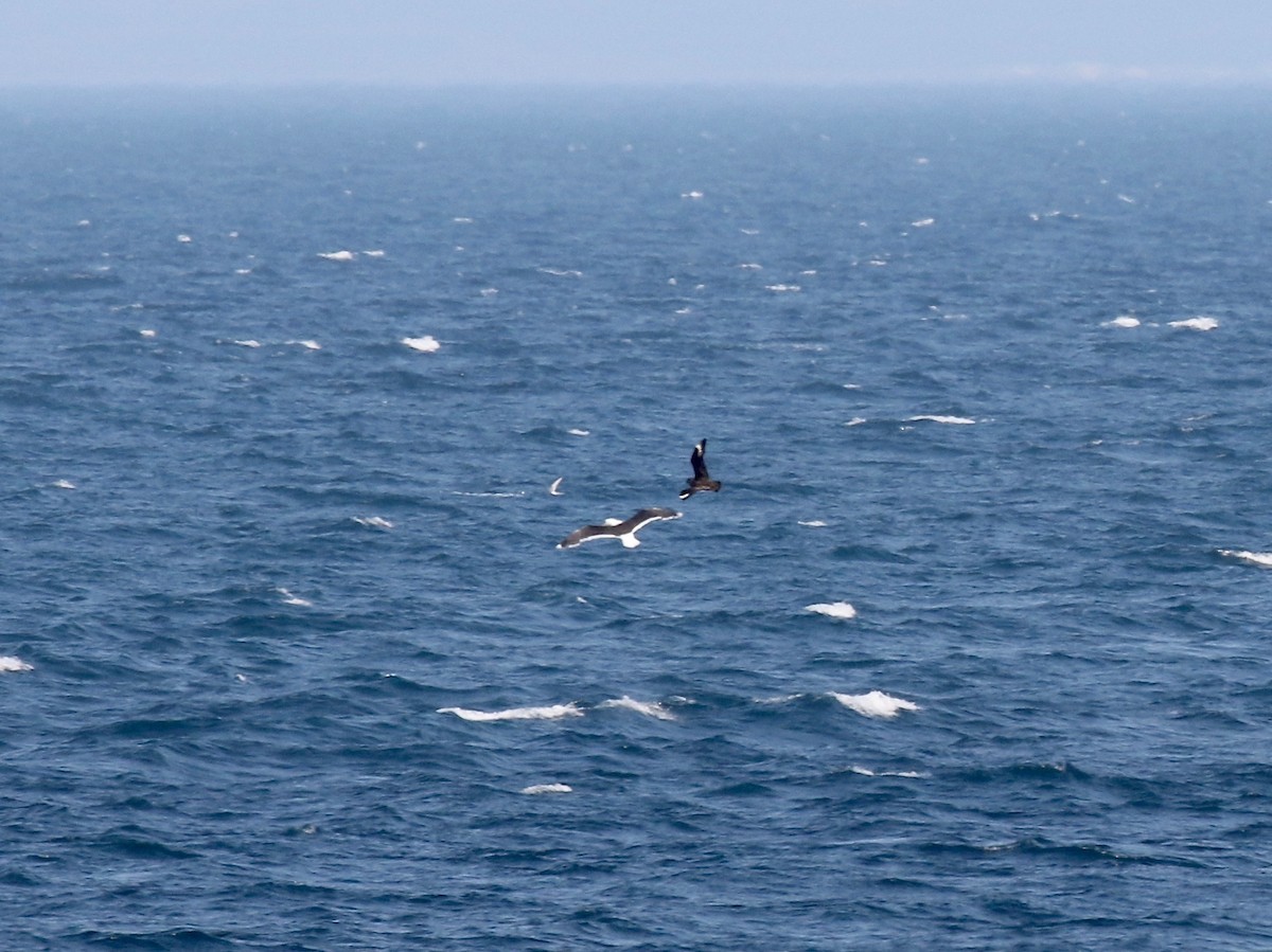 Great Black-backed Gull - Sandy Vorpahl