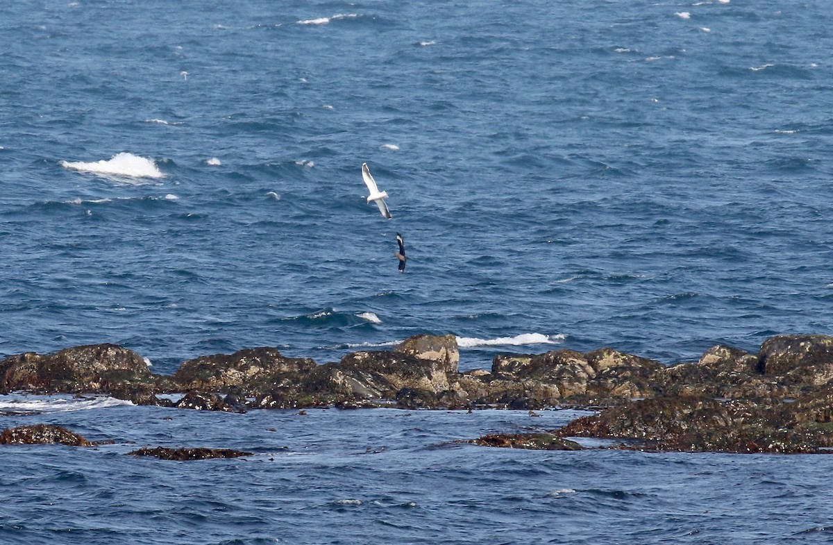 Great Black-backed Gull - Sandy Vorpahl