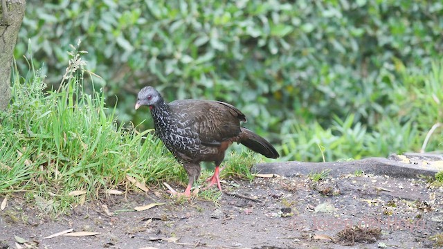 Andean Guan - ML605330381