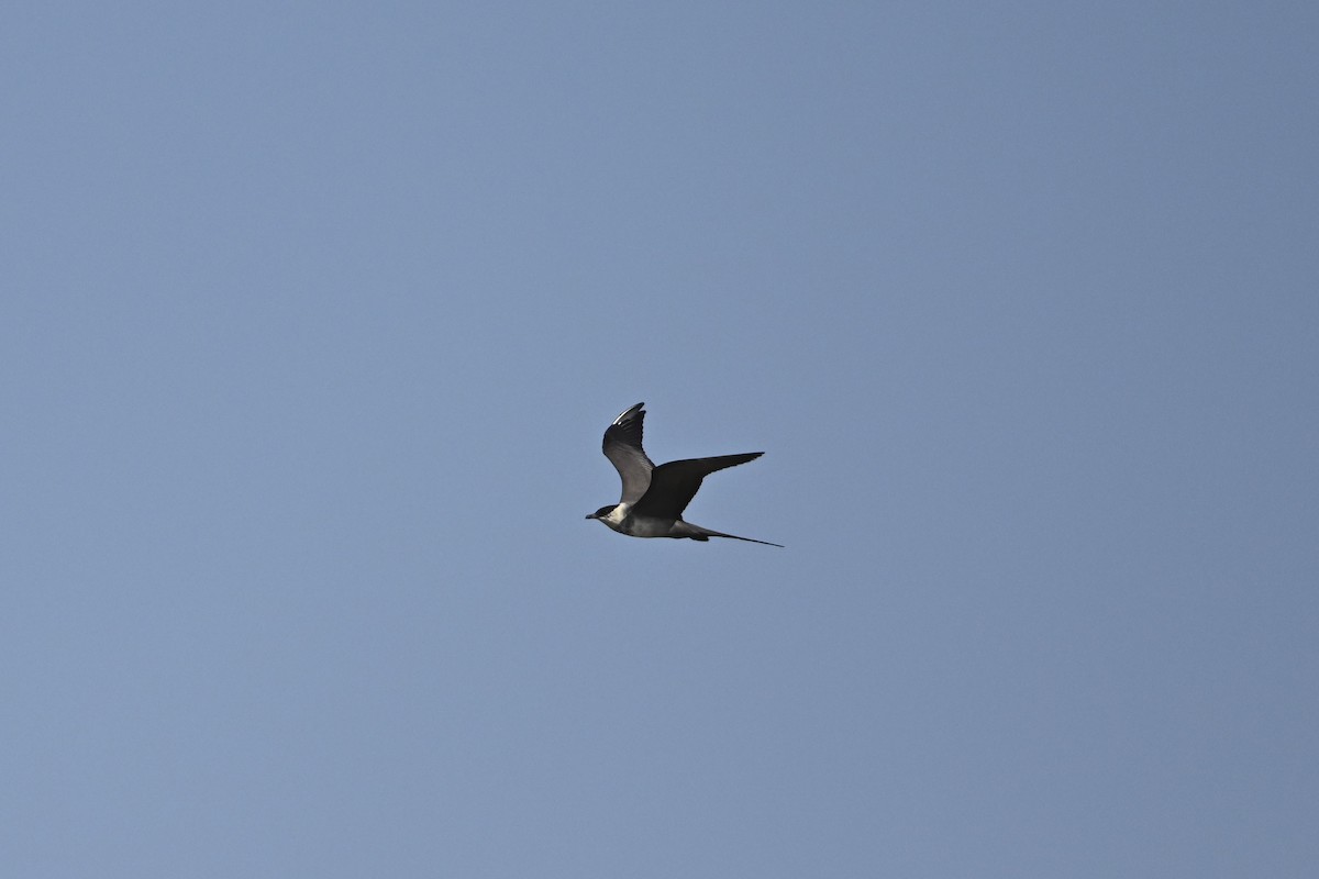 Long-tailed Jaeger - ML605330821