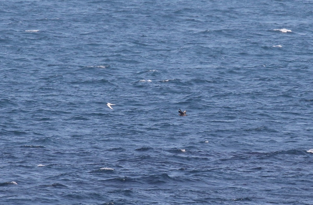 Arctic Tern - ML605330901