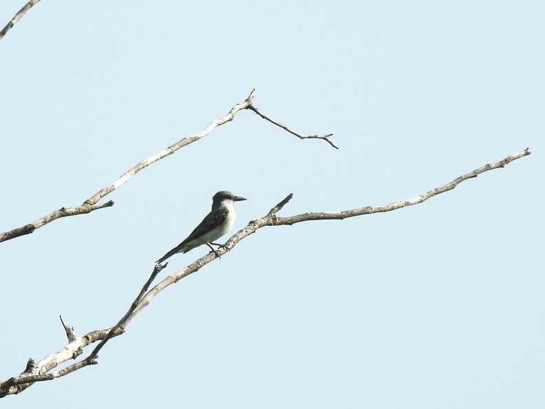 Gray Kingbird - ML605331181