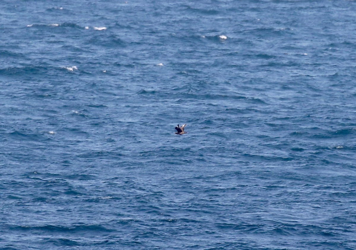 Great Skua - Sandy Vorpahl