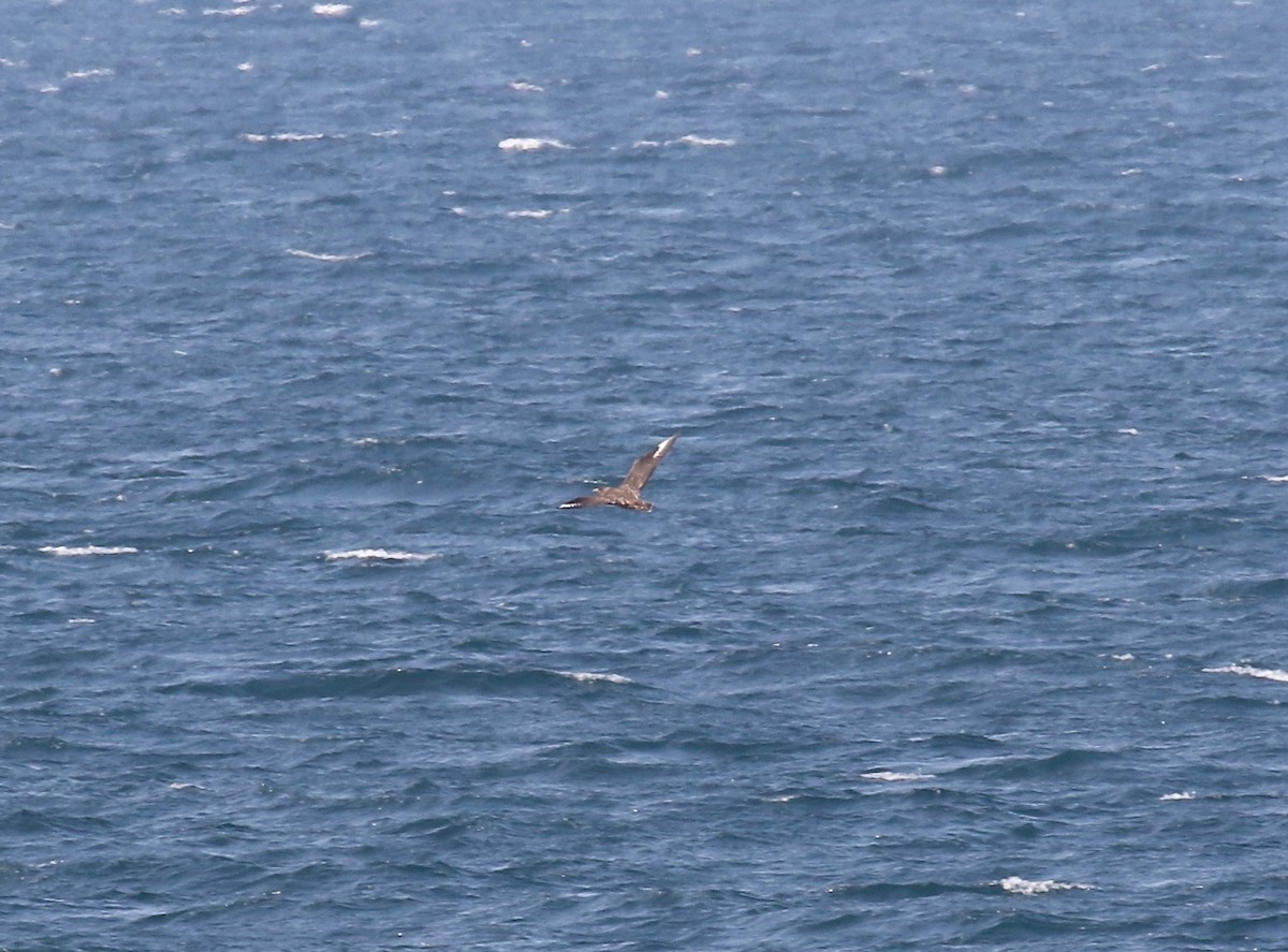 Great Skua - Sandy Vorpahl