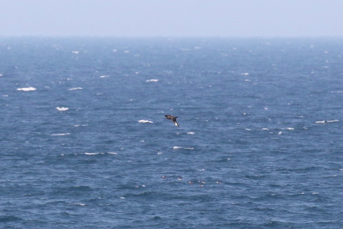 Great Skua - Sandy Vorpahl