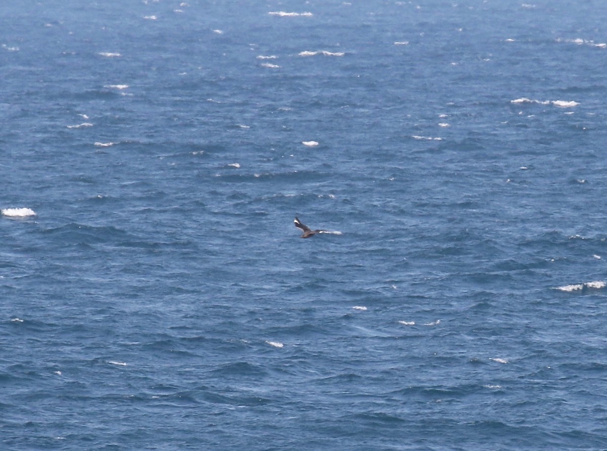 Great Skua - Sandy Vorpahl