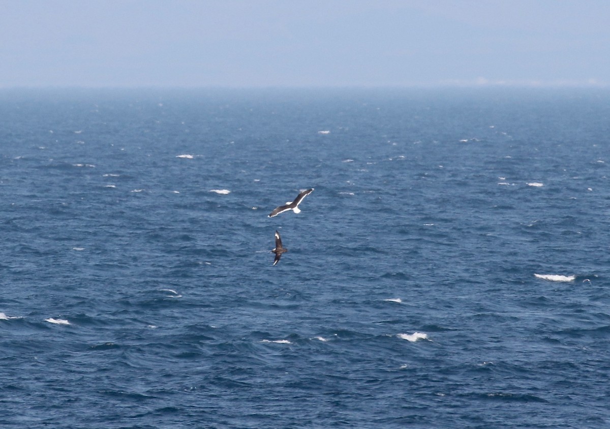 Great Skua - Sandy Vorpahl