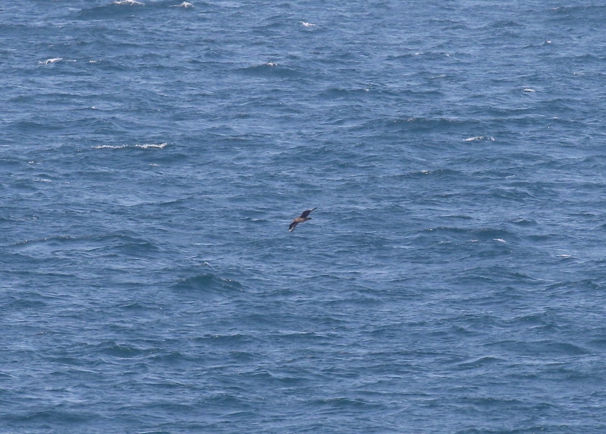 Great Skua - Sandy Vorpahl