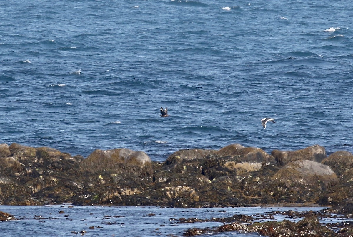 Great Skua - Sandy Vorpahl