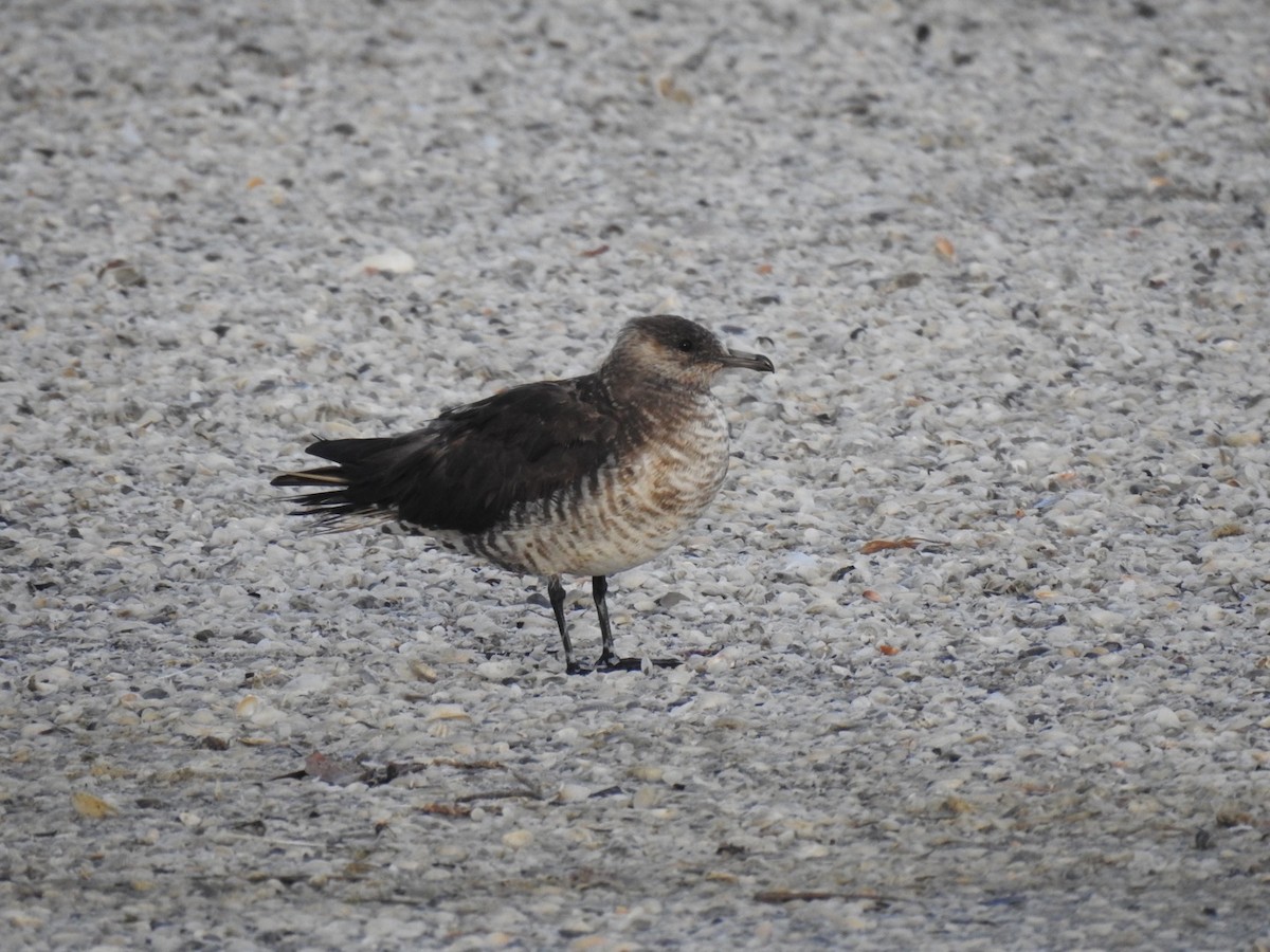 chaluha příživná - ML605331841