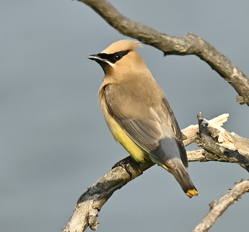 Cedar Waxwing - ML605332481