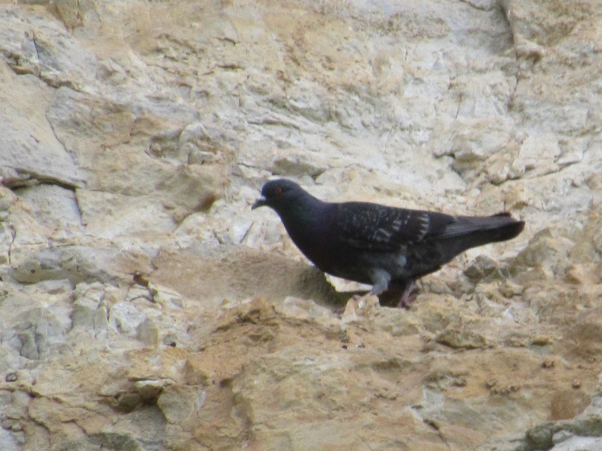 Rock Pigeon (Feral Pigeon) - ML605332661