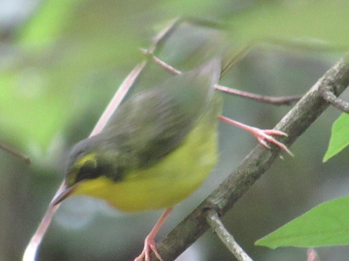 Kentucky Warbler - ML605332771