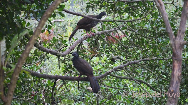 Andean Guan - ML605333371