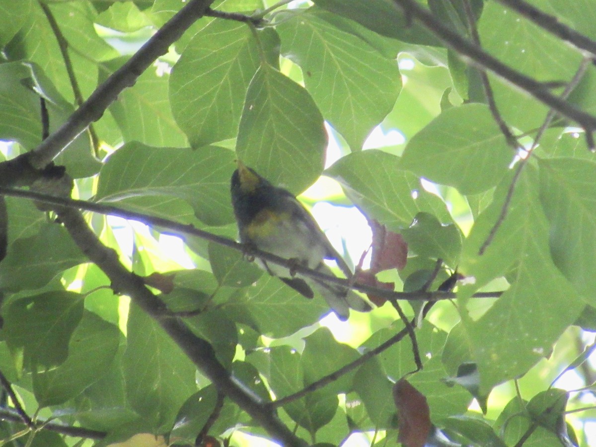 Northern Parula - ML605333531