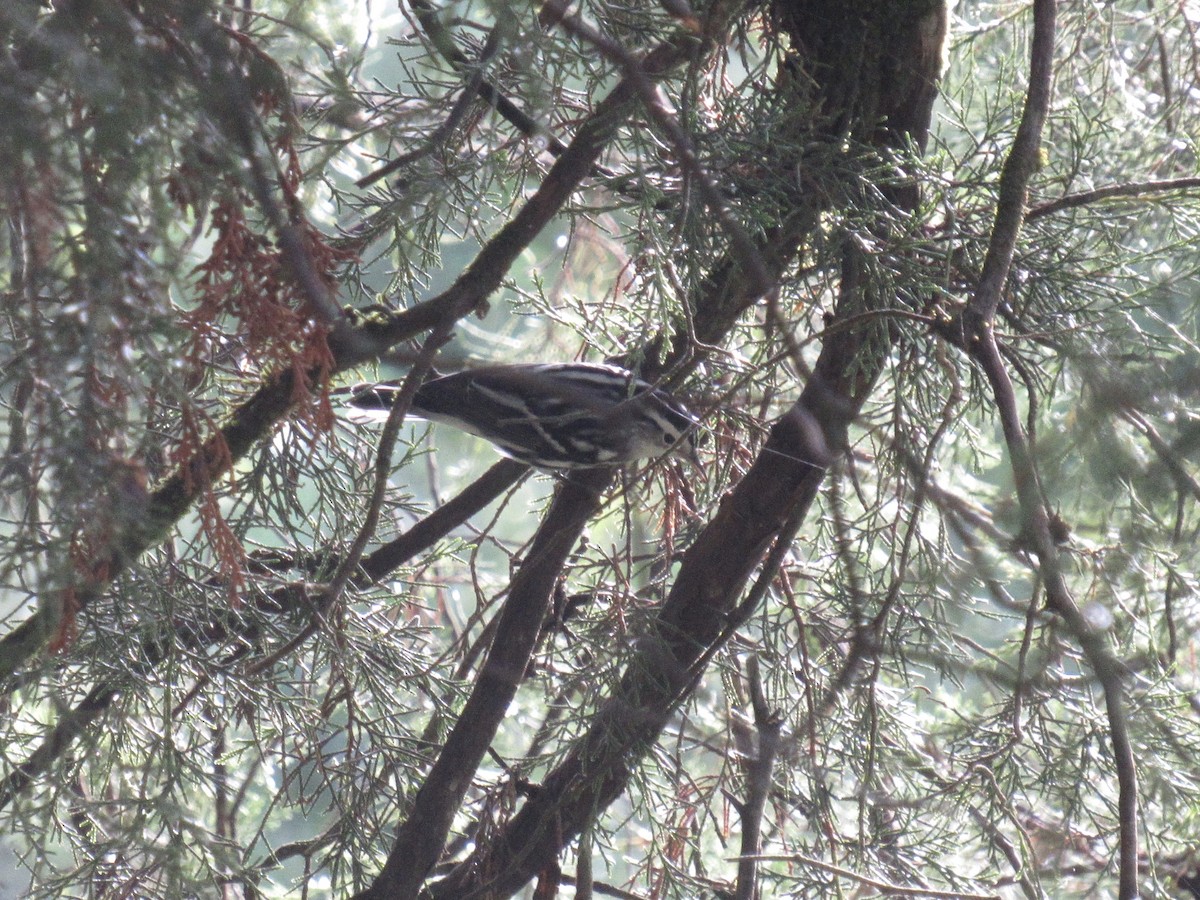 Black-and-white Warbler - ML605333671