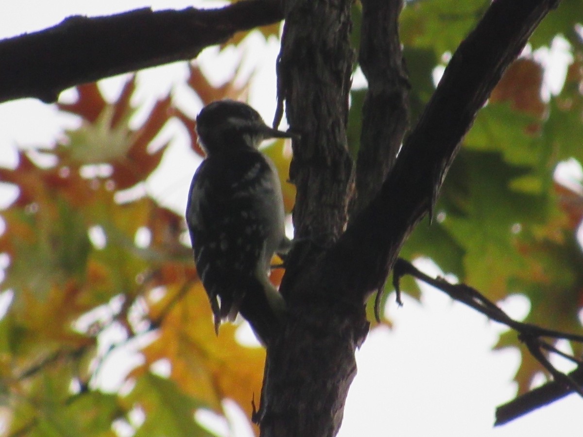 Hairy Woodpecker - ML605334181