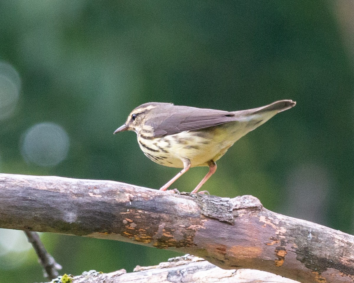 Northern Waterthrush - ML605334681