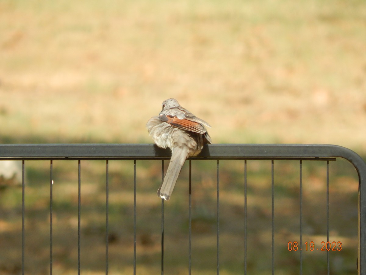 Inca Dove - ML605334771