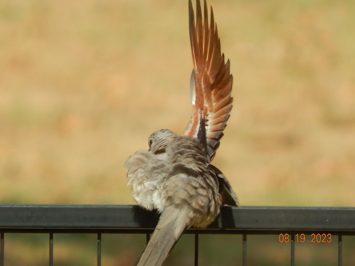 Inca Dove - ML605334911