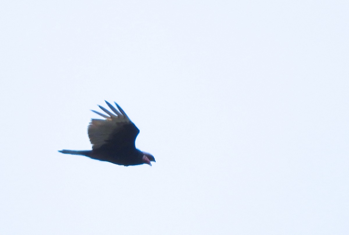 Turkey Vulture - ML60533721