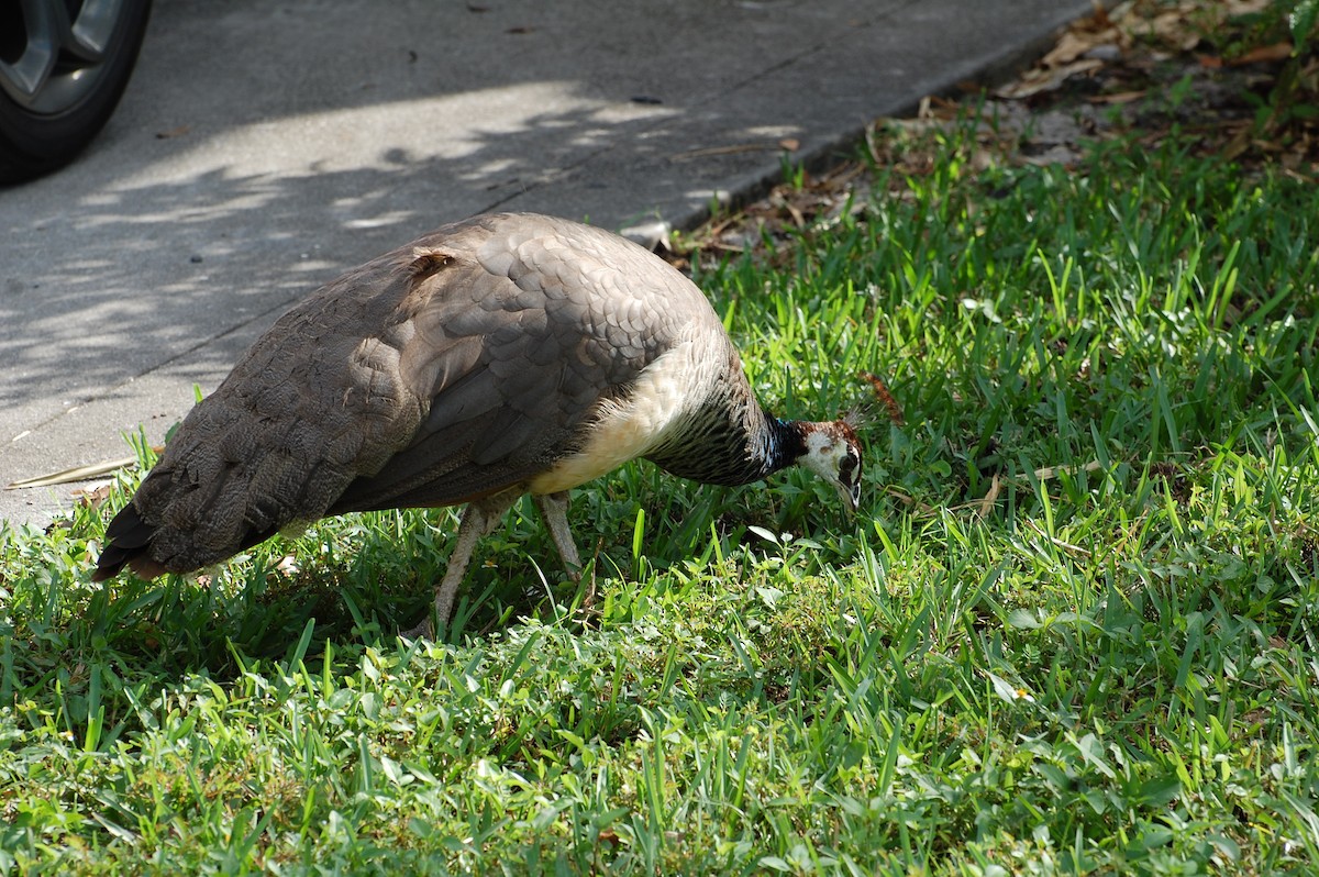 Indian Peafowl - ML605337931