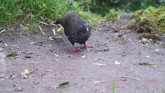 Andean Guan - ML605338361