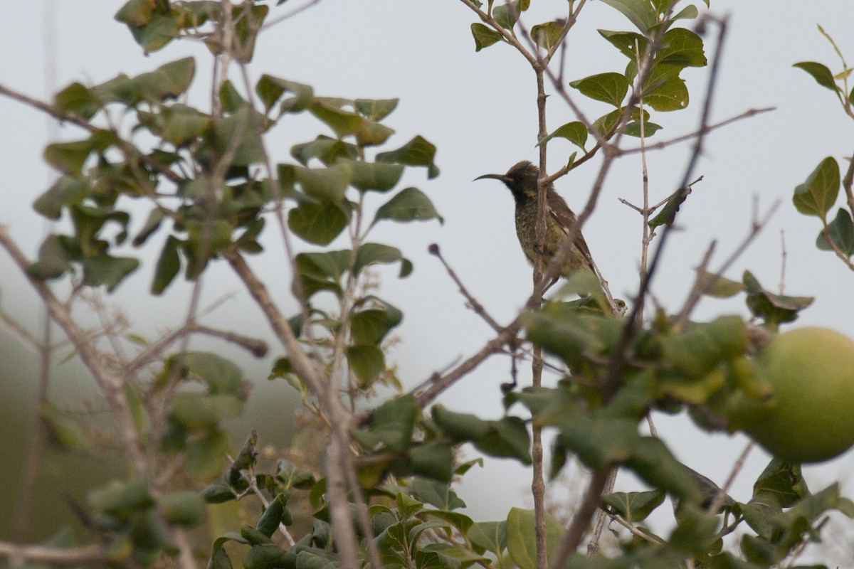 Scarlet-chested Sunbird - ML605339471