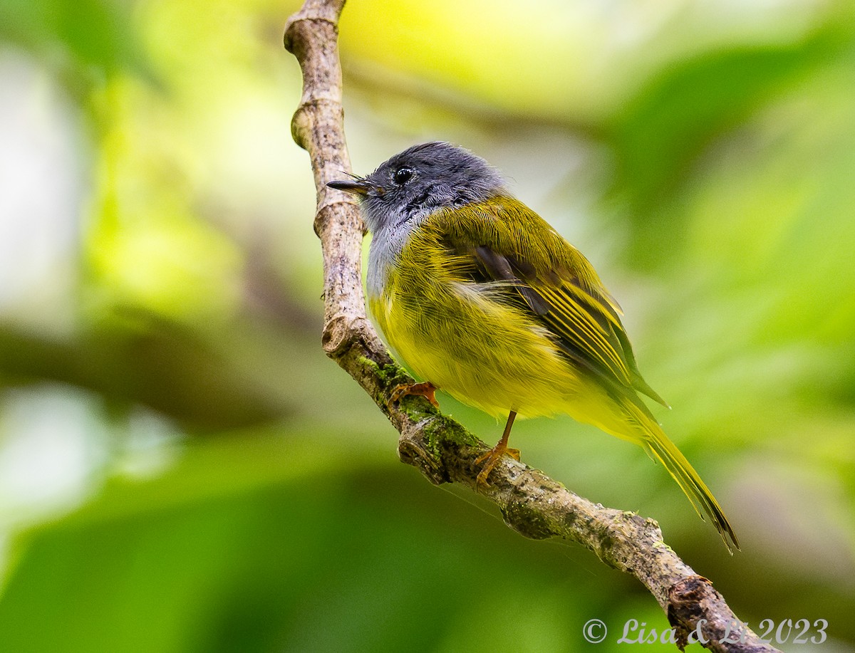 Gray-headed Canary-Flycatcher - ML605339561