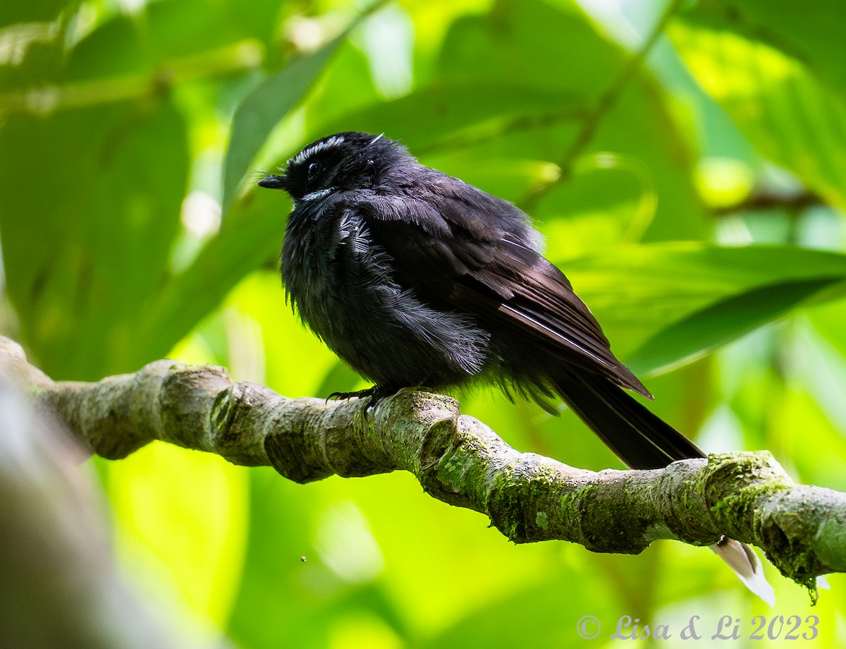 White-throated Fantail - ML605339581