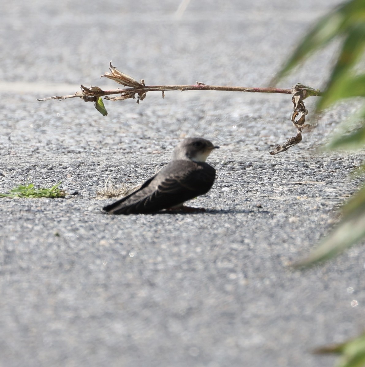 Bank Swallow - ML605340481