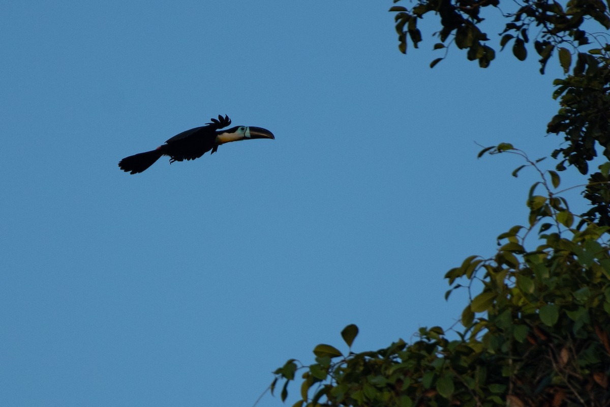 Channel-billed Toucan - Thomas Monjoin